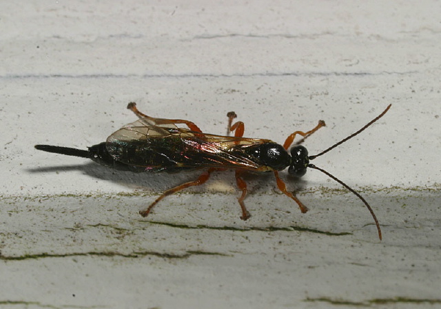 Pimpla sp.? Ichneumonidae